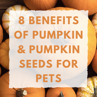 8 Benefits of Pumpkin and Pumpkin Seed for Pets