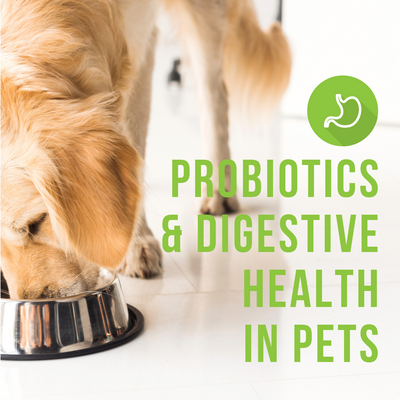 Probiotics & Digestive Health in Pets