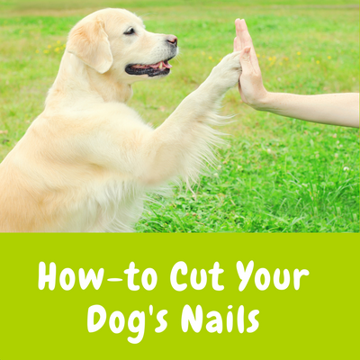 How-to Cut Your Dog's Nails