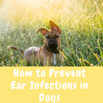 How to Prevent Ear Infections in Dogs