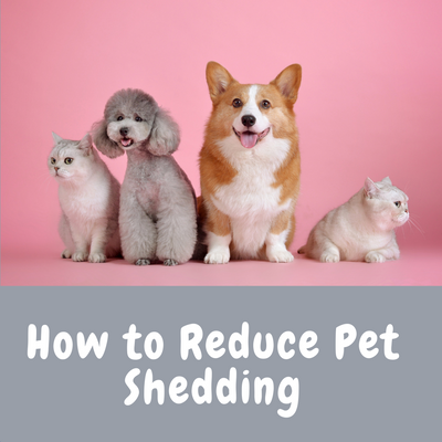 How to Reduce Pet Shedding