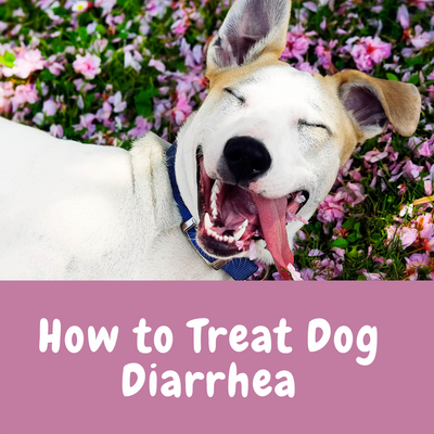 How to Treat Dog Diarrhea