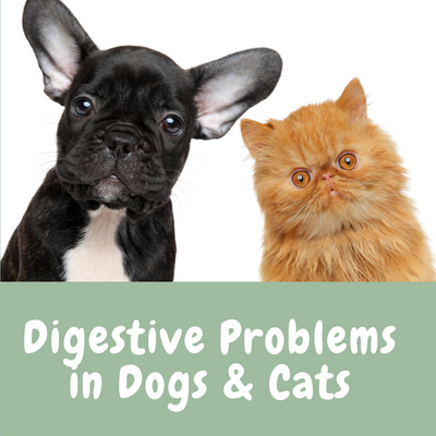 Digestive Problems in Dogs & Cats