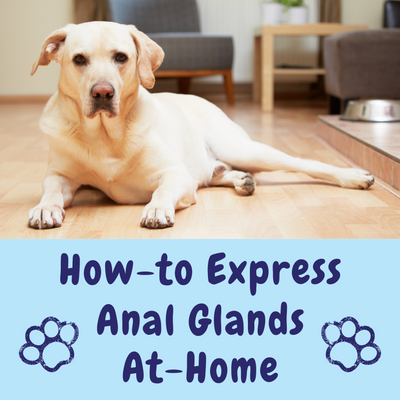 How-to express anal glands At-Home