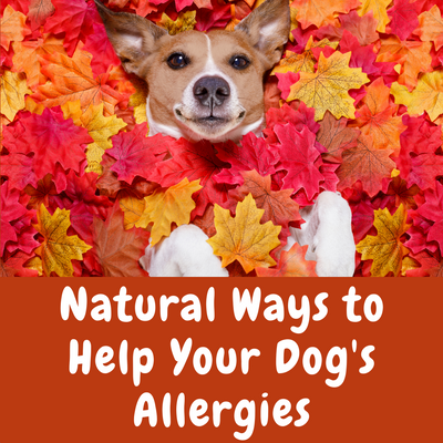 Natural Ways to Help My Dog's Allergies?