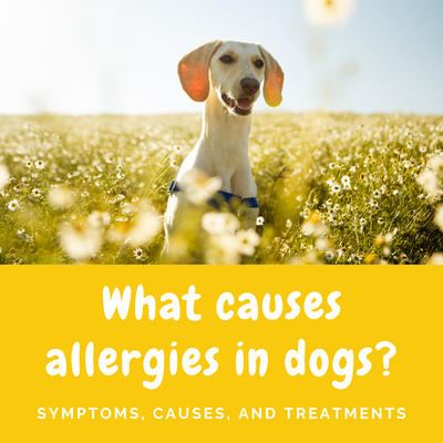 What Causes Allergies in Dogs?