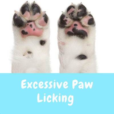 Why Do Dogs Lick Their Paws?