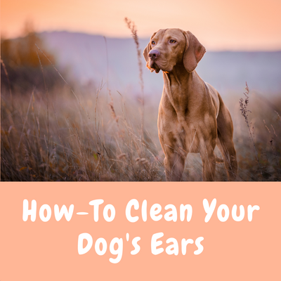 How-to Clean Your Dog's Ears