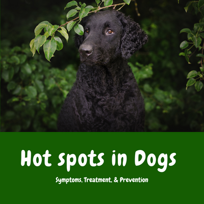 What are Hot Spots in Dogs?