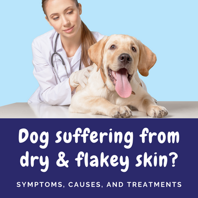 Dog Suffering from Dry & Flakey Skin?