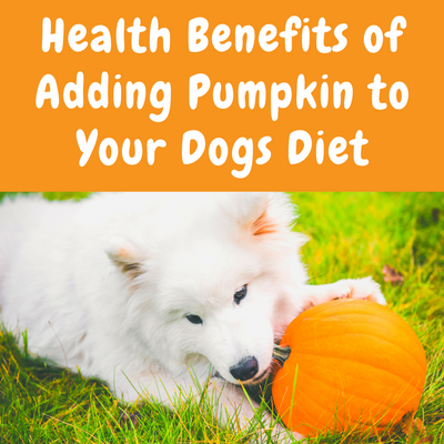 Health Benefits of Adding Pumpkin to Your Dogs Diet