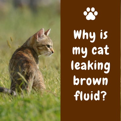 Why is my cat leaking brown fluid?