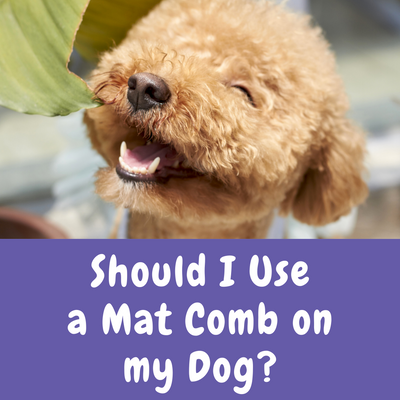 Should I Use a Mat Comb on my Dog?