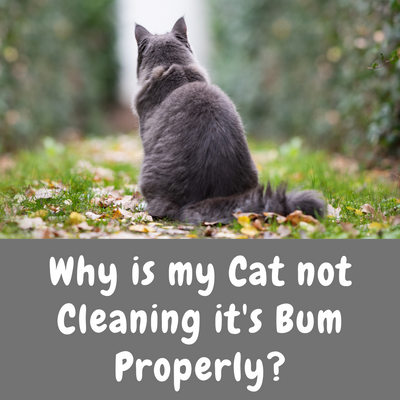 Why is my cat not cleaning it's bum properly?