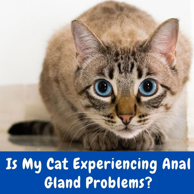 Is my Cat Experiencing Anal Gland Problems?
